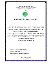 Đánh giá tình trạng nhiễm bệnh virus (cucumber mosaic virus, tobacco mosaic virus và tomato spotted wilt virus) trên cà chua (Solanum lycopersicum) ở tỉnh Lâm Đồng bằng kỹ thuật elisa