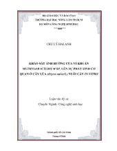 Đề tài Khảo sát ảnh hưởng của vi khuẩn methylobacteriumsp lên sự phát sinh cơ quan cây lúa (oryza sativa l.) nuôi cấy in