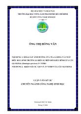 Khảo sát ảnh hưởng của tia gamma và chất điều hoà sinh trởng ba đến sự biến đổi kiểu hình của cây gloxinia (sinningia speciosa) in vitro - Khảo sát sự tạo củ của cây glox