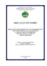 Khảo sát sự sinh trưởng của nấm men Saccharomyces sp trên môi trường cám gạo, rỉ đường và một số yếu tố ảnh hưởng tới khả năng sống của chúng trong chế phẩm