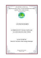 Ly trích sắt từ cây rau ngót làm vi lượng bổ sung thực phẩm