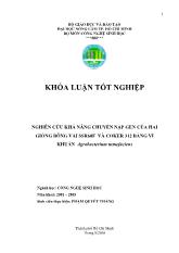 Nghiên cứu khả năng chuyển nạp gen của hai giống bông vải ssr60f và coker 312 bằng vi khuẩn Agrobacterium tumefaciens