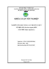 Nghiên cứu khả năng lan truyền vi rút từ rệp sáp (Ferrisia virgata) đến cây tiêu (Piper nigium L.)