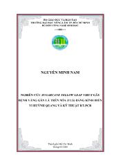 Nghiên cứu sugarcane yellow leaf virus gây bệnh vàng gân lá trên mía (yls) bằng kính hiển vi huỳnh quang và kỹ thuật rt - Pcr