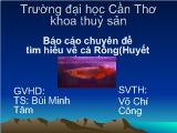Chuyên đề Báo cáo tìm hiểu về cá Rồng (Huyết Long)