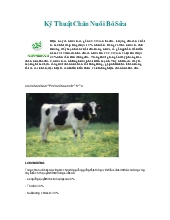 Kỹ thuật chăn nuôi bò sữa