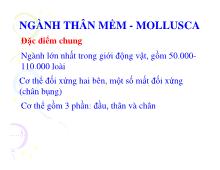 Ngành thân mêm - Mollusca