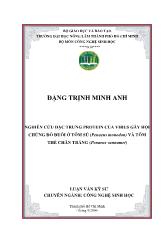Nghiên cứu đặc trưng protein của virus gây hội chứng đỏ đuôi ở tôm sú (Penaeus monodon) và tôm thẻ chân trắng (Penaeus vannamei)
