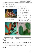 Bước đầu nghiên cứu đặc điểm sinh thái loài dầu cát (dipterocarpus caudatus foxw.ssp. Caudatus) trên đất cát biển Đông Nam Bộ