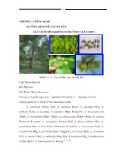 Khảo sát tinh dầu gỗ dó bầu Aquilaria crassna, Pierre ex. Lecomte