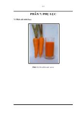 Nghiên cứu ứng dụng các chế phẩm enzym thủy phân trong sản xuất nước ép carrot