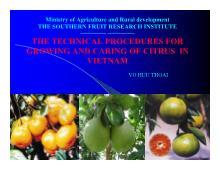 The technical procedures for growing and caring of citrus in VietNam