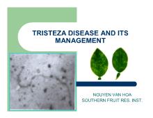 Tristeza disease and its management