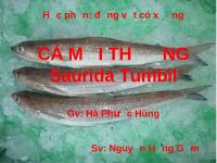 Cá muối thường Saurida Tumbil