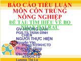 Tìm hiểu về bọ nhảy hại rau