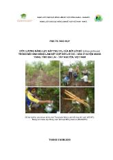 Ước lượng năng lực hấp thụ CO2 của Bời Lời đỏ (litsea glutinosa) trong mô hình nông lâm kết hợp Bời Lời đỏ– sắn ở huyện Mang Yang, tỉnh Gia Lai – Tây Nguyên, Việt Nam