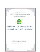 Chuẩn đoán Virus PMWS bằng kỹ thuật nuôi cấy tế bào