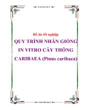 Đồ án Quy trình nhân giống in vitro cây thông caribaea (pinus caribaea)