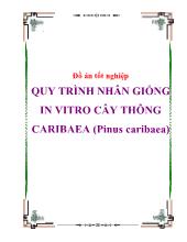 Đồ án Quy trình nhân giống in vitro cây thông caribaea (pinus caribaea)