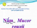 Ngành phụ nấm tiếp hợp (zygomycotina) lớp zygomycetes: Nấm Mucor Rouxii