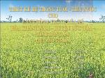 Đề tài Thiết kế hệ thống tưới - Tiêu nước cho cánh đồng trồng lúa xã Hòa Khánh Nam – huyện Đức Hòa – tỉnh Long An quy mô 575 Ha