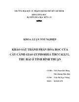 Khóa luận Khảo sát thành phần hóa học của cây cành giao Euphorbia tirucalli L. thu hái ở tỉnh Bình Thuận